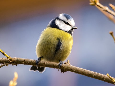 How to Attract Garden Birds