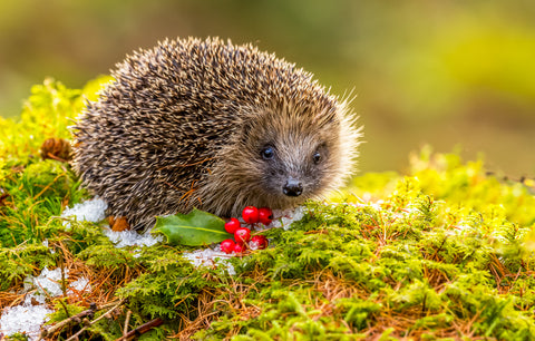 How to Encourage Wildlife Into Your Garden