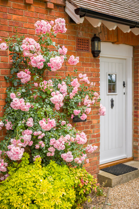 Our Guide to Giving Your Front Garden a Refresh