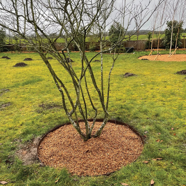 Garden Tree Rings - 3 Colours